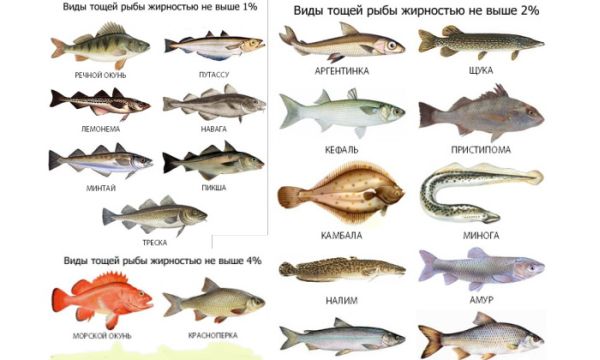 Виды рыб по жирности в процентах